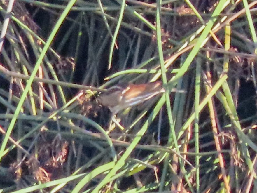 Least Bittern - ML275331371