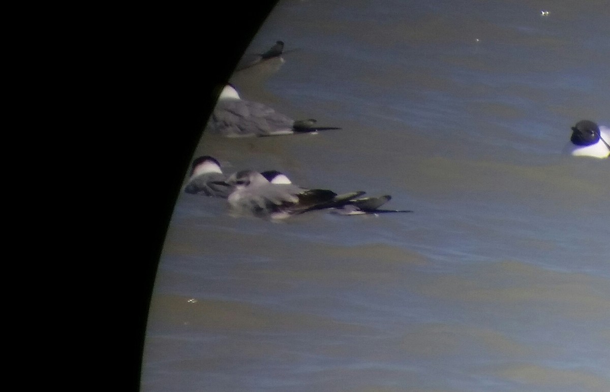 Little Gull - ML27533371