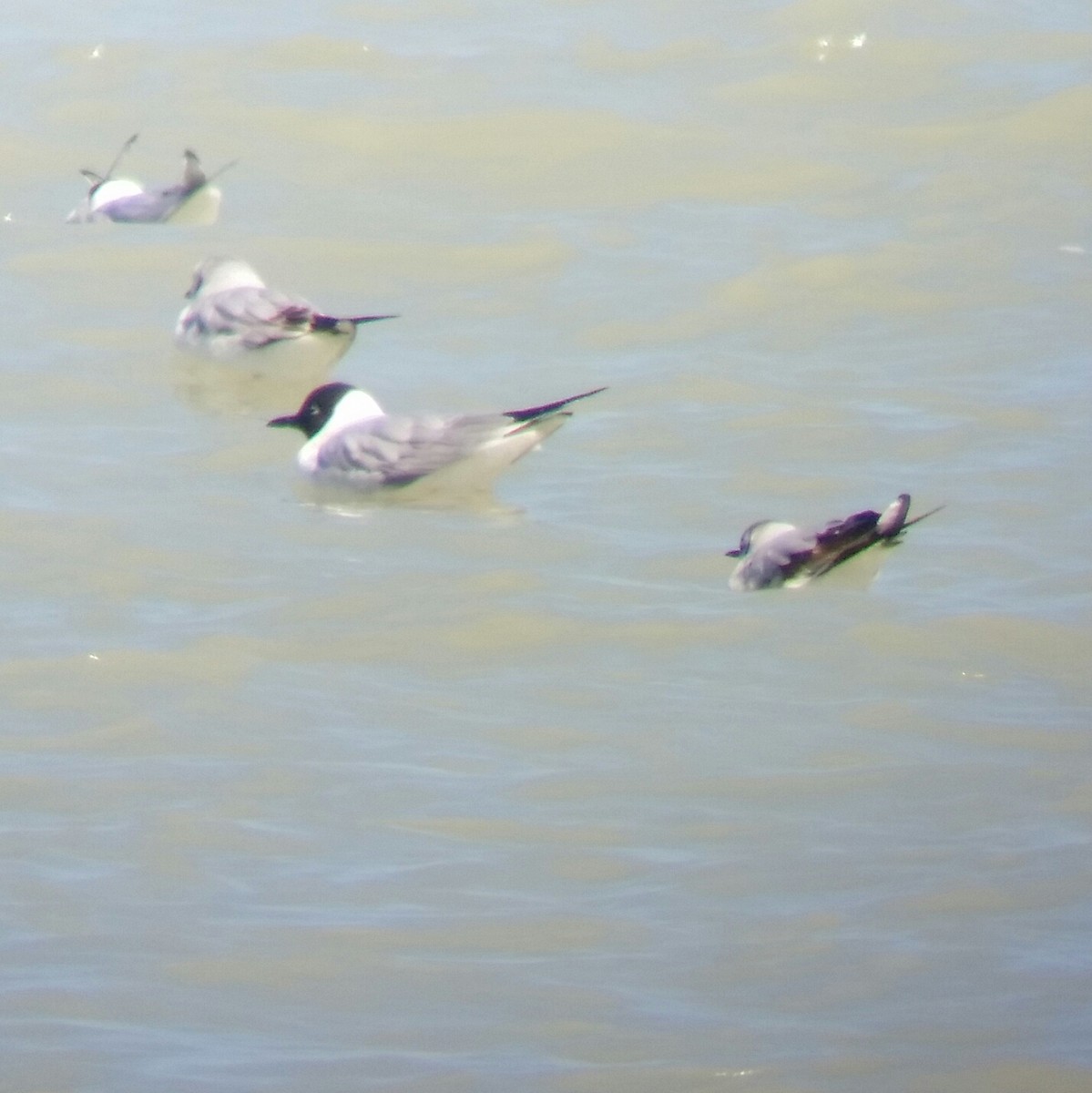 Mouette pygmée - ML27533381