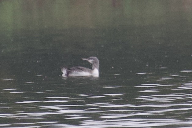 Red-throated Loon - Andrew Bell