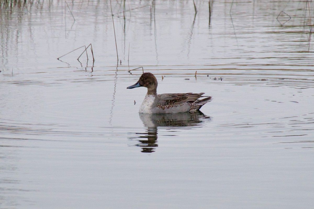 Northern Pintail - ML275335031