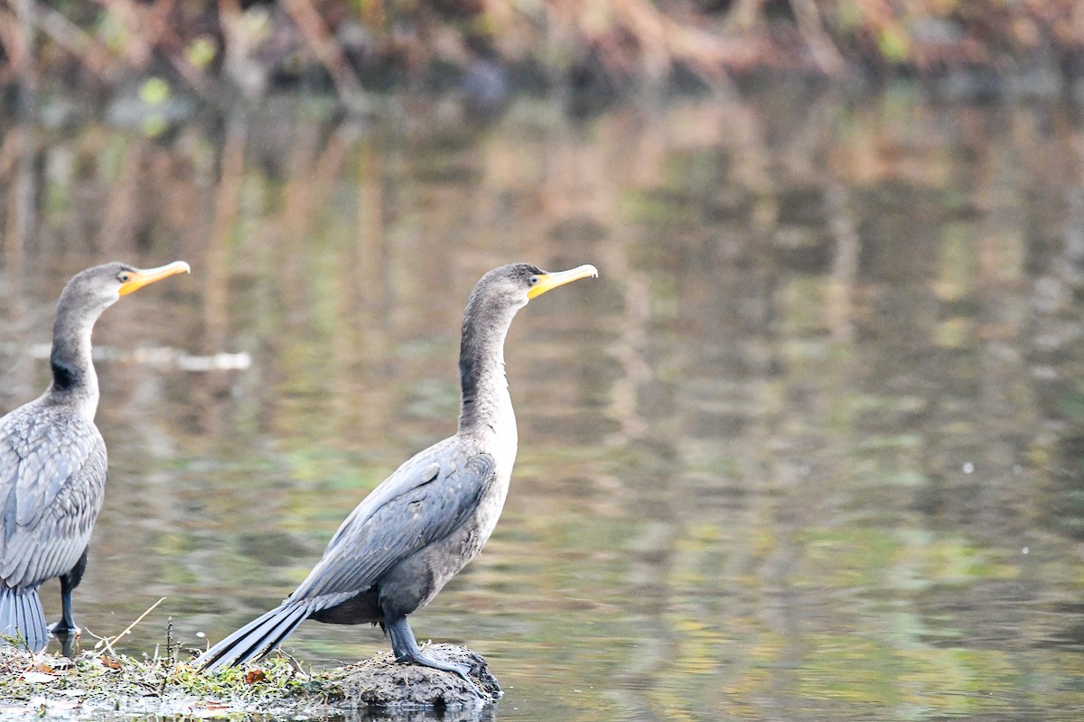 Double-crested Cormorant - ML275336741