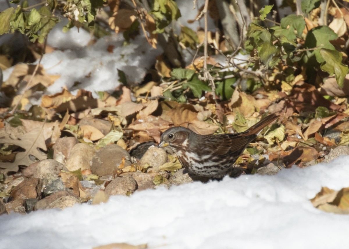 Fox Sparrow - ML275337591