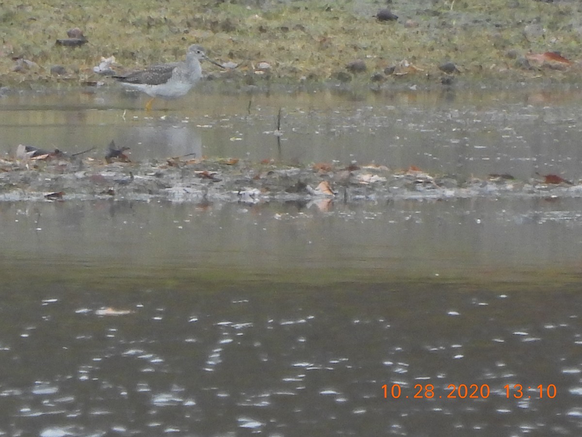 Greater Yellowlegs - ML275337831