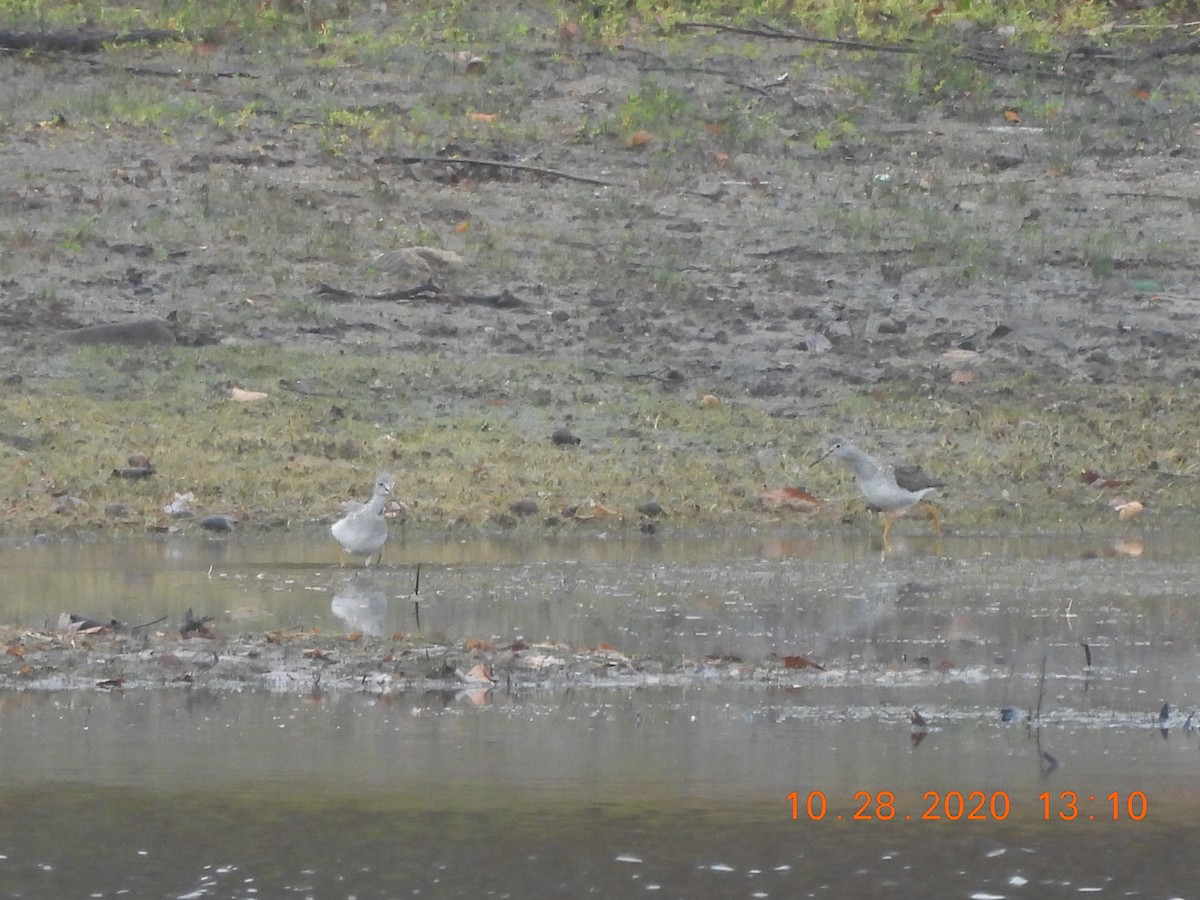 Greater Yellowlegs - ML275337851