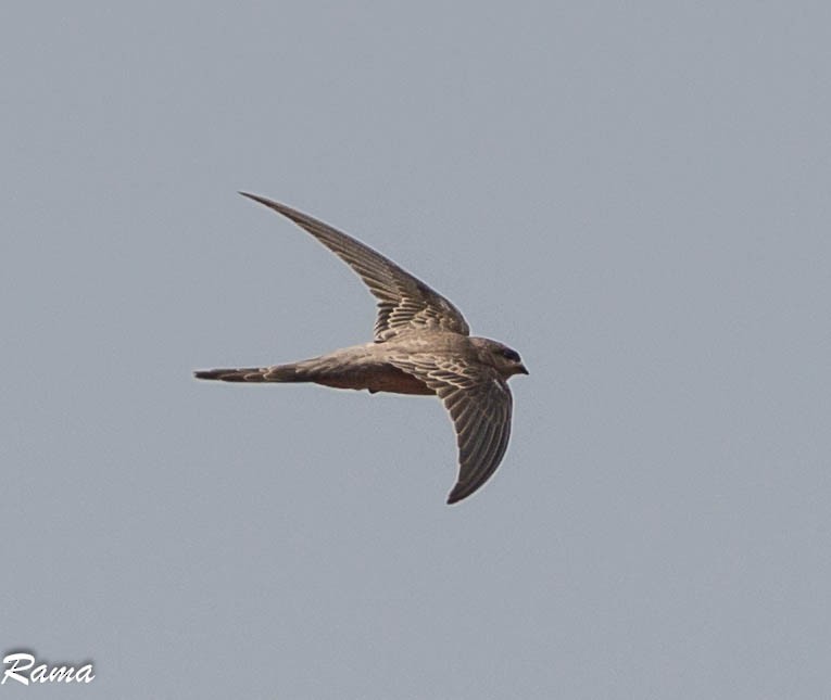 Asian Palm Swift - Rama Neelamegam