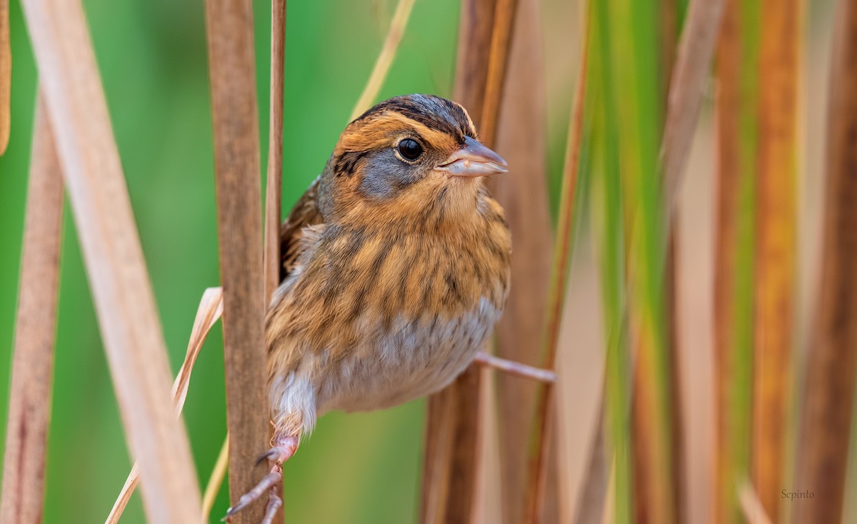 Nelson's Sparrow - ML275338941