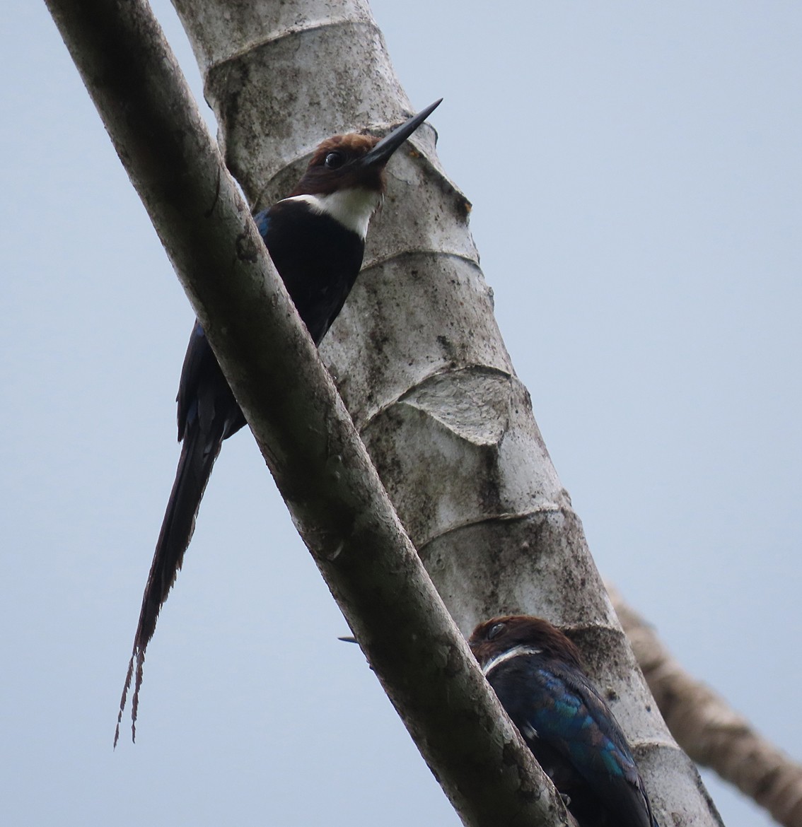 Jacamar à longue queue - ML275339471