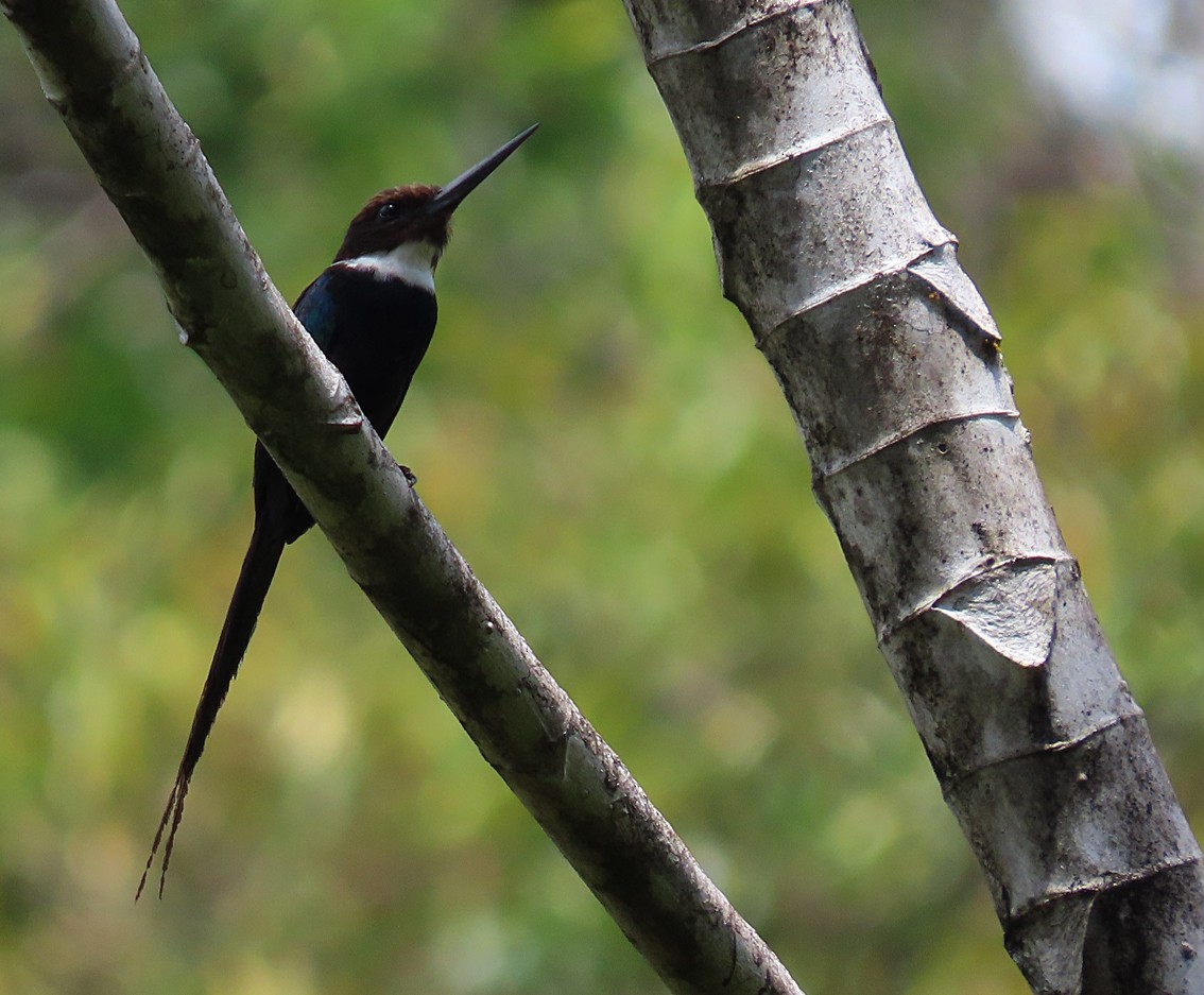 Jacamar à longue queue - ML275339491