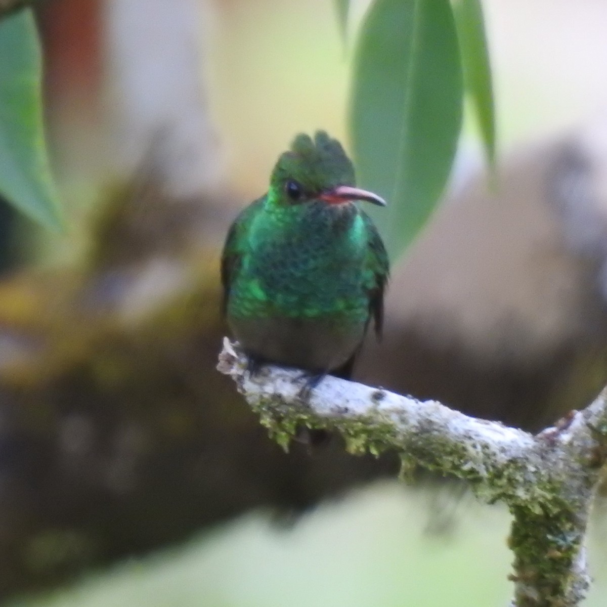Rufous-tailed Hummingbird - mark zdeblick