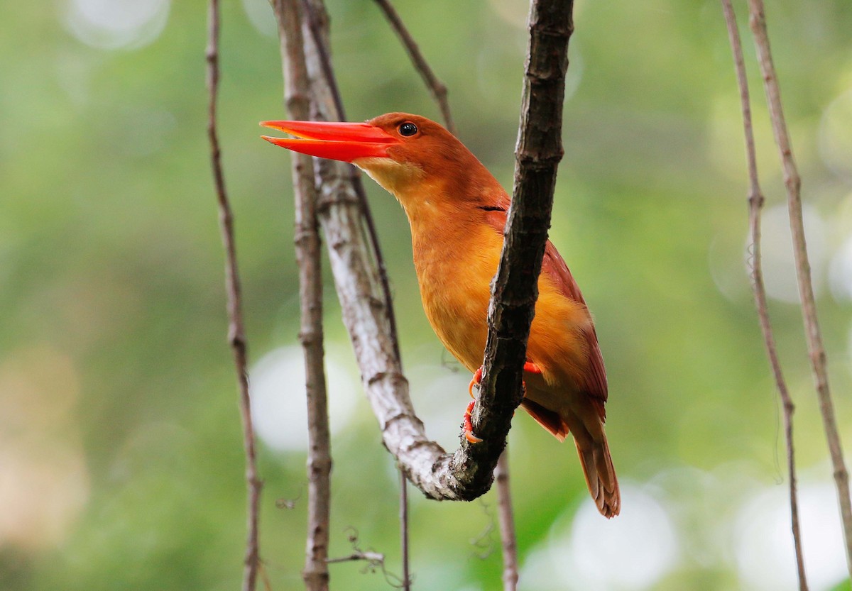 Ruddy Kingfisher - ML27534361