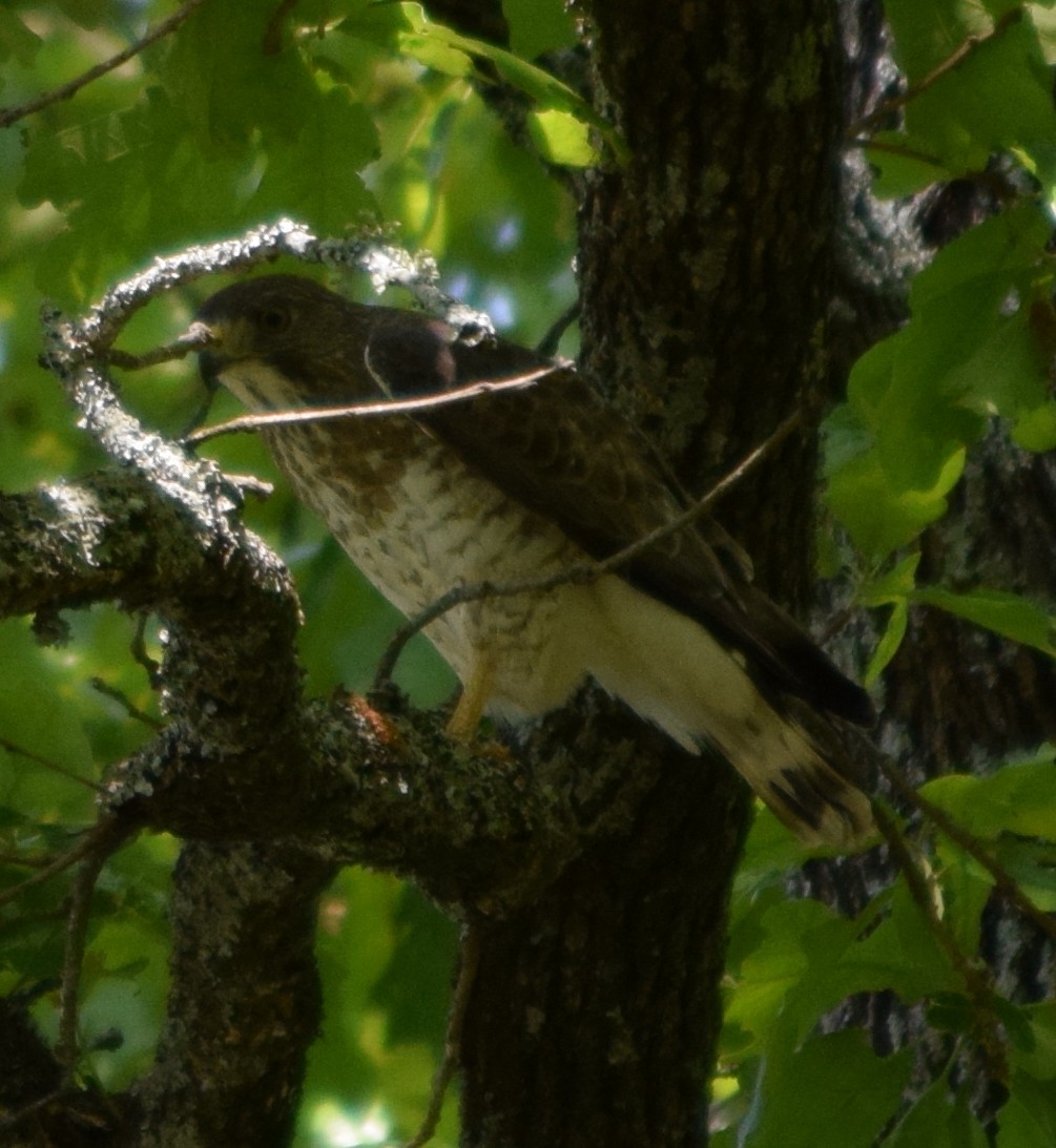 Broad-winged Hawk - ML27534401