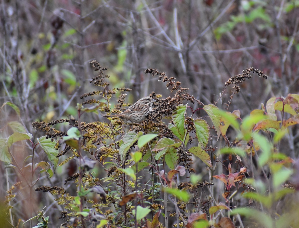 Song Sparrow - ML275345541