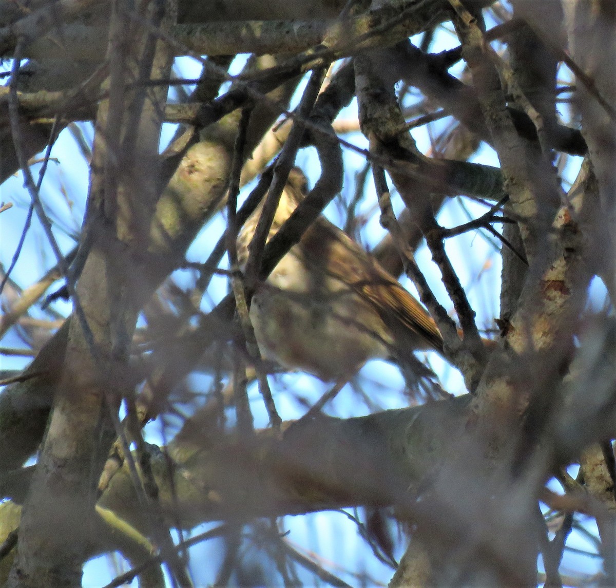 Hermit Thrush - ML275346281