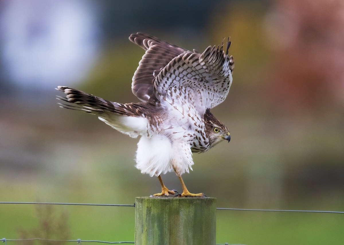 Cooper's Hawk - ML275348081