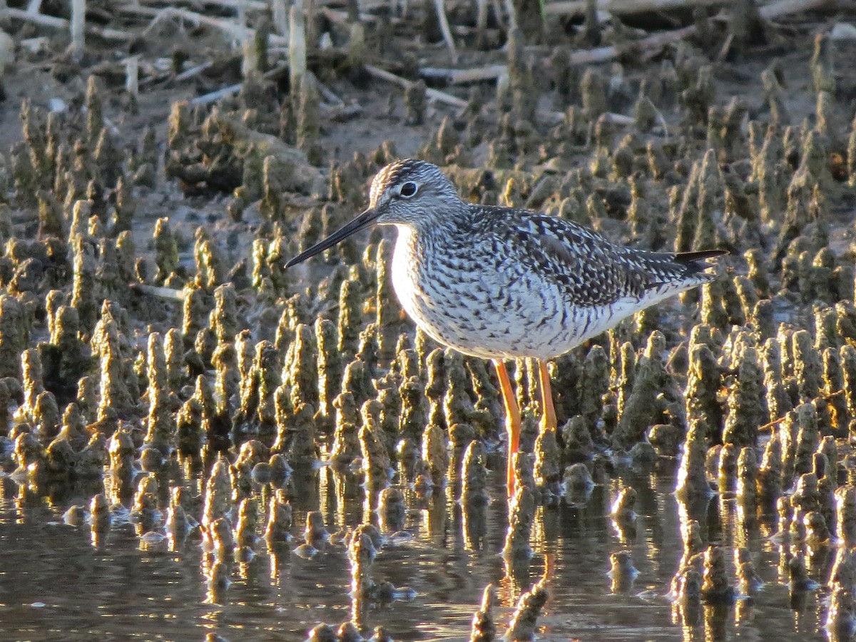 Greater Yellowlegs - ML27535051