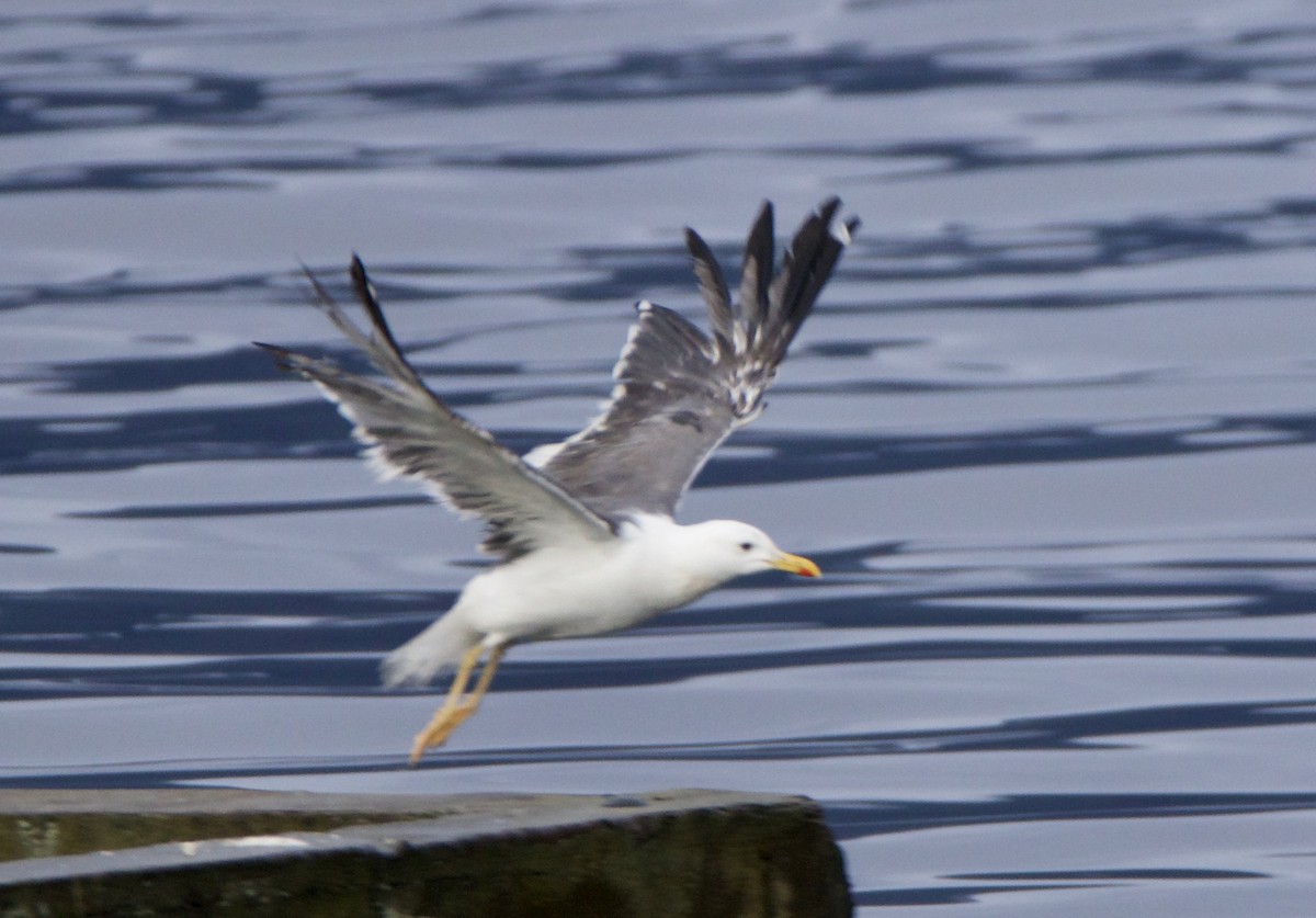 Lesser Black-backed Gull - Amy Clark Courtney