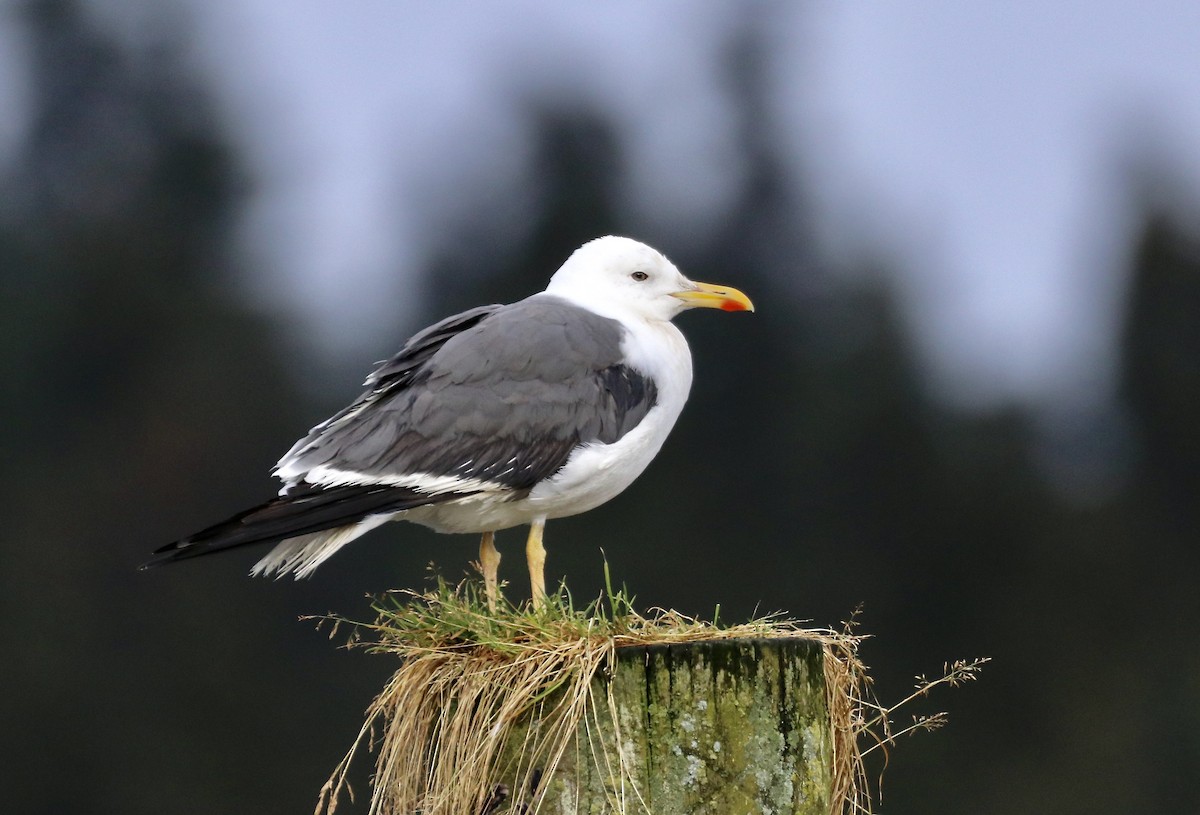 Lesser Black-backed Gull - ML275351041