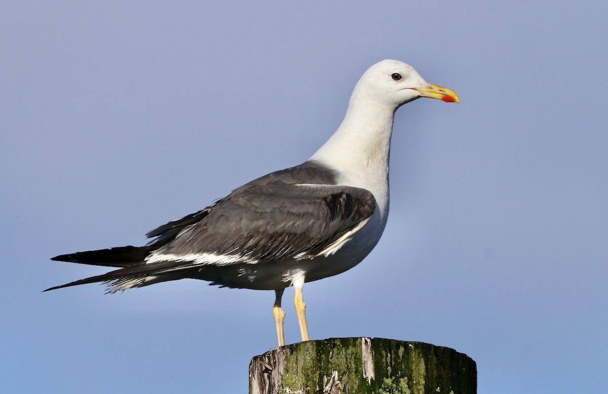 Lesser Black-backed Gull - ML275351051