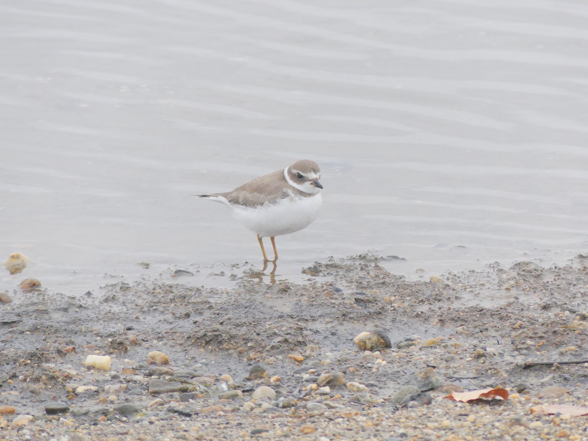 Semipalmated Plover - ML275351741