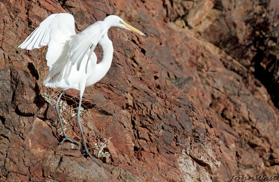 Great Egret - John West