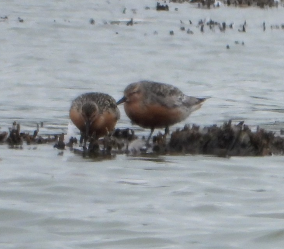 Bécasseau maubèche - ML275353391