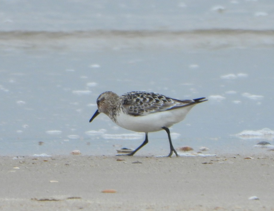 Bécasseau sanderling - ML275353441