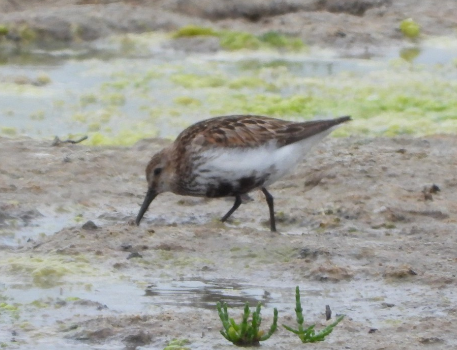 Bécasseau variable - ML275353511
