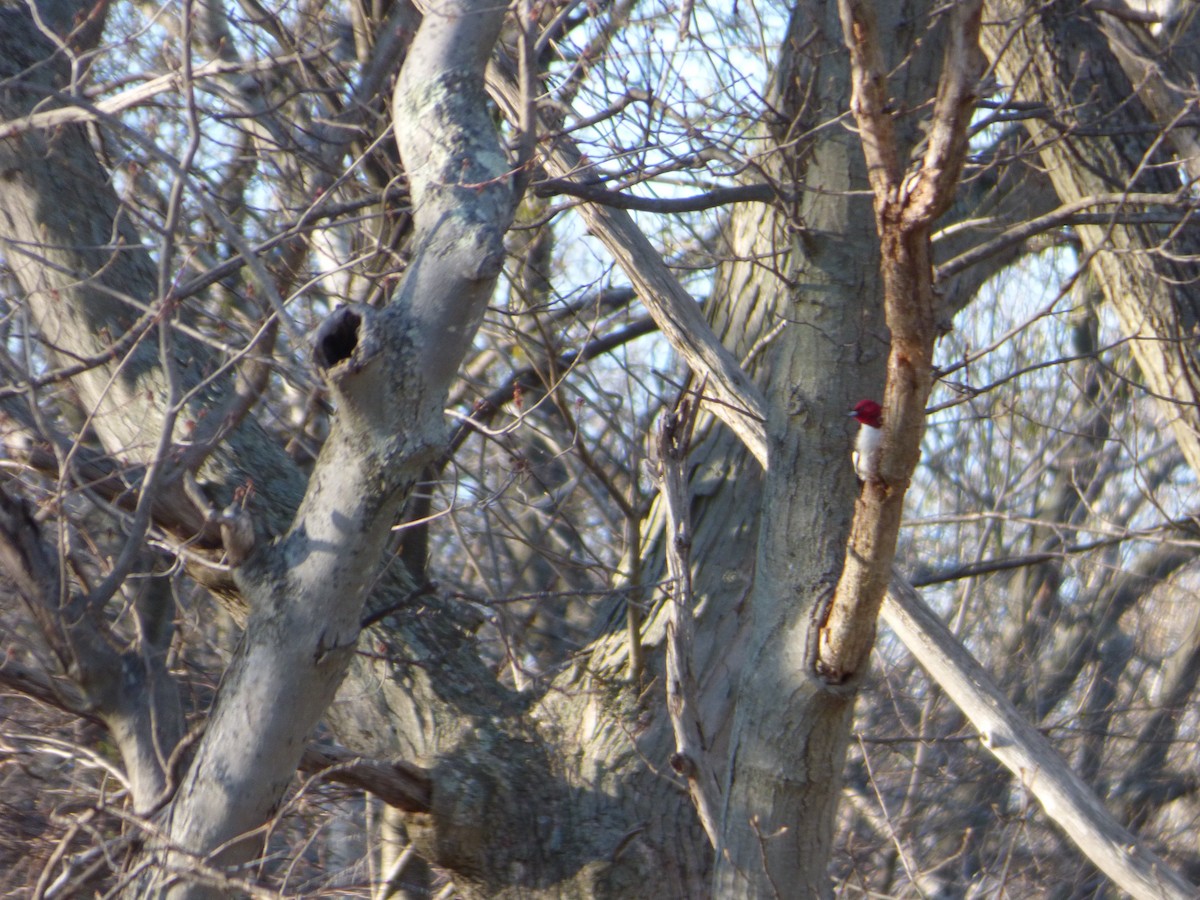 Pic à tête rouge - ML27535541