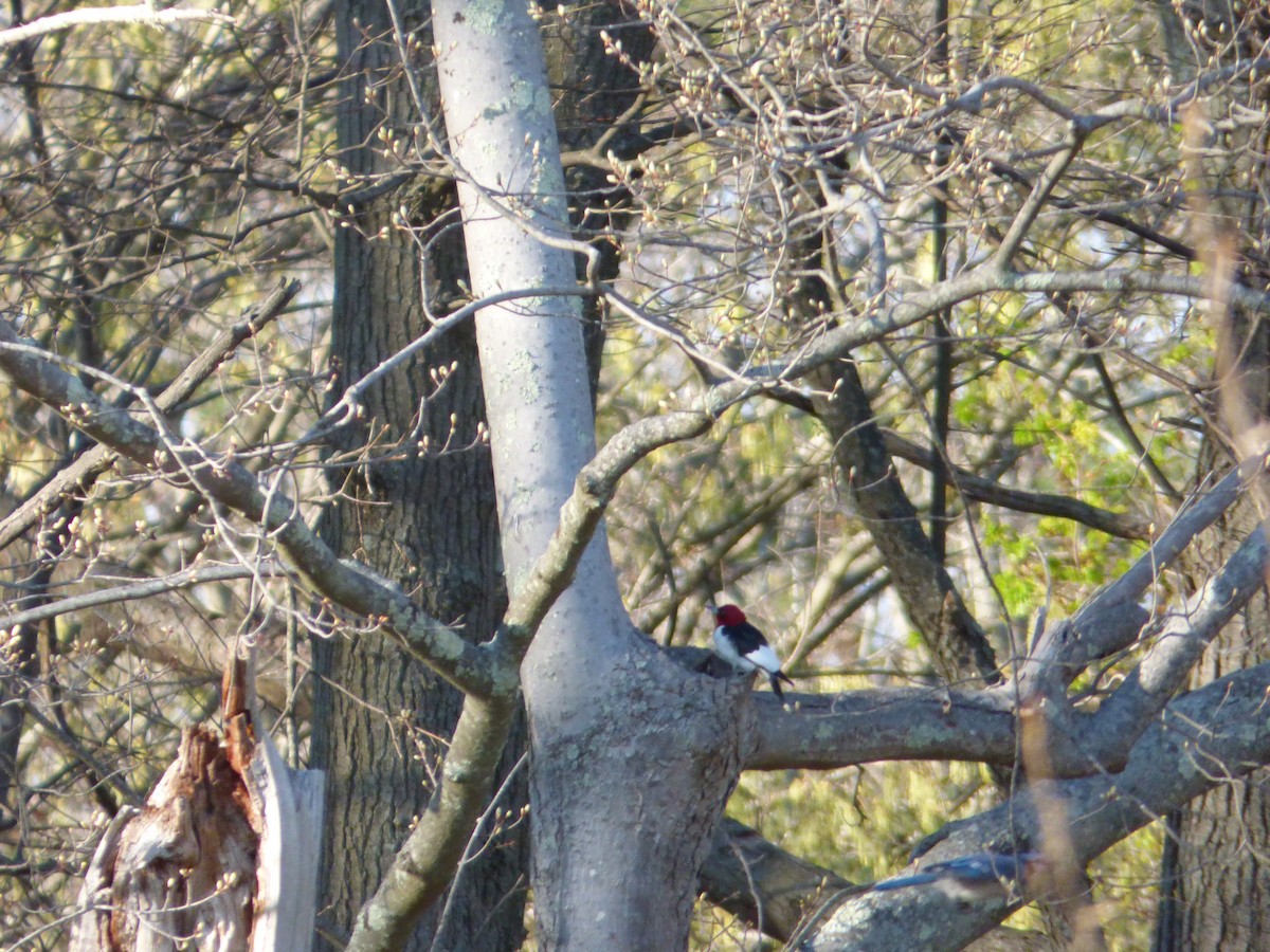 Red-headed Woodpecker - ML27535551