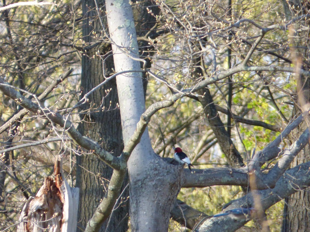 Pic à tête rouge - ML27535551