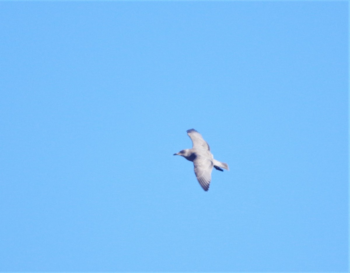 Iceland Gull (Thayer's) - ML275355651