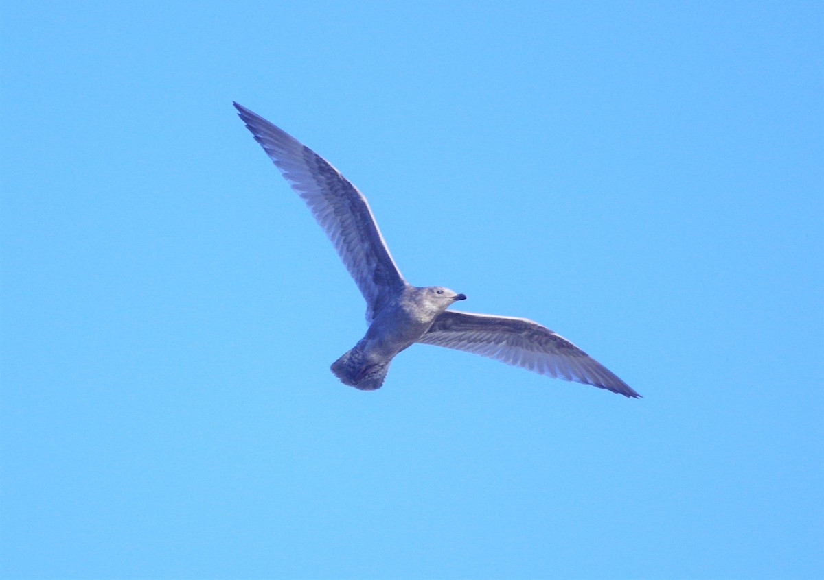 Iceland Gull (Thayer's) - ML275355691