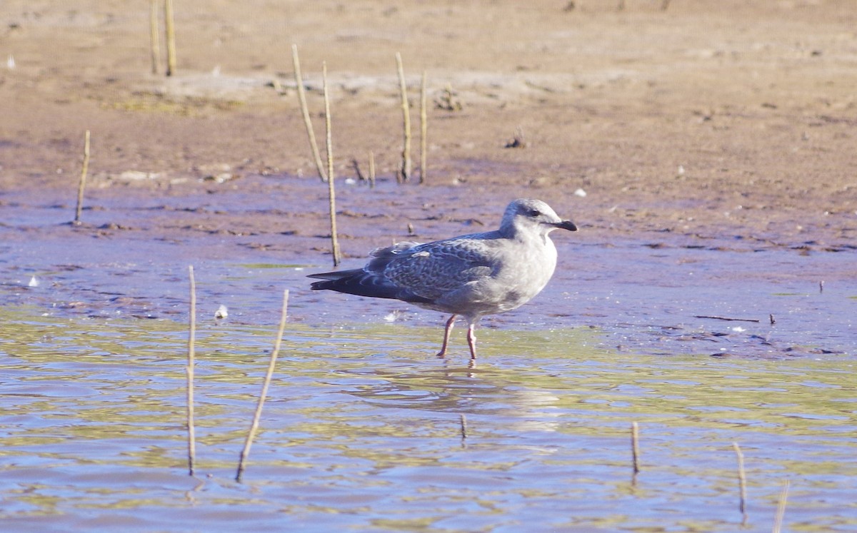 Iceland Gull (Thayer's) - ML275355731