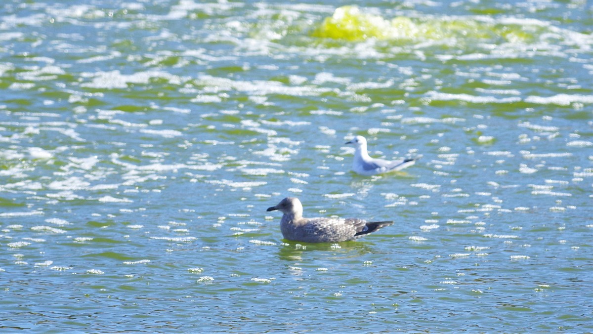 Iceland Gull (Thayer's) - ML275355781