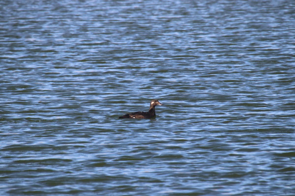 White-winged Scoter - Paul Linton