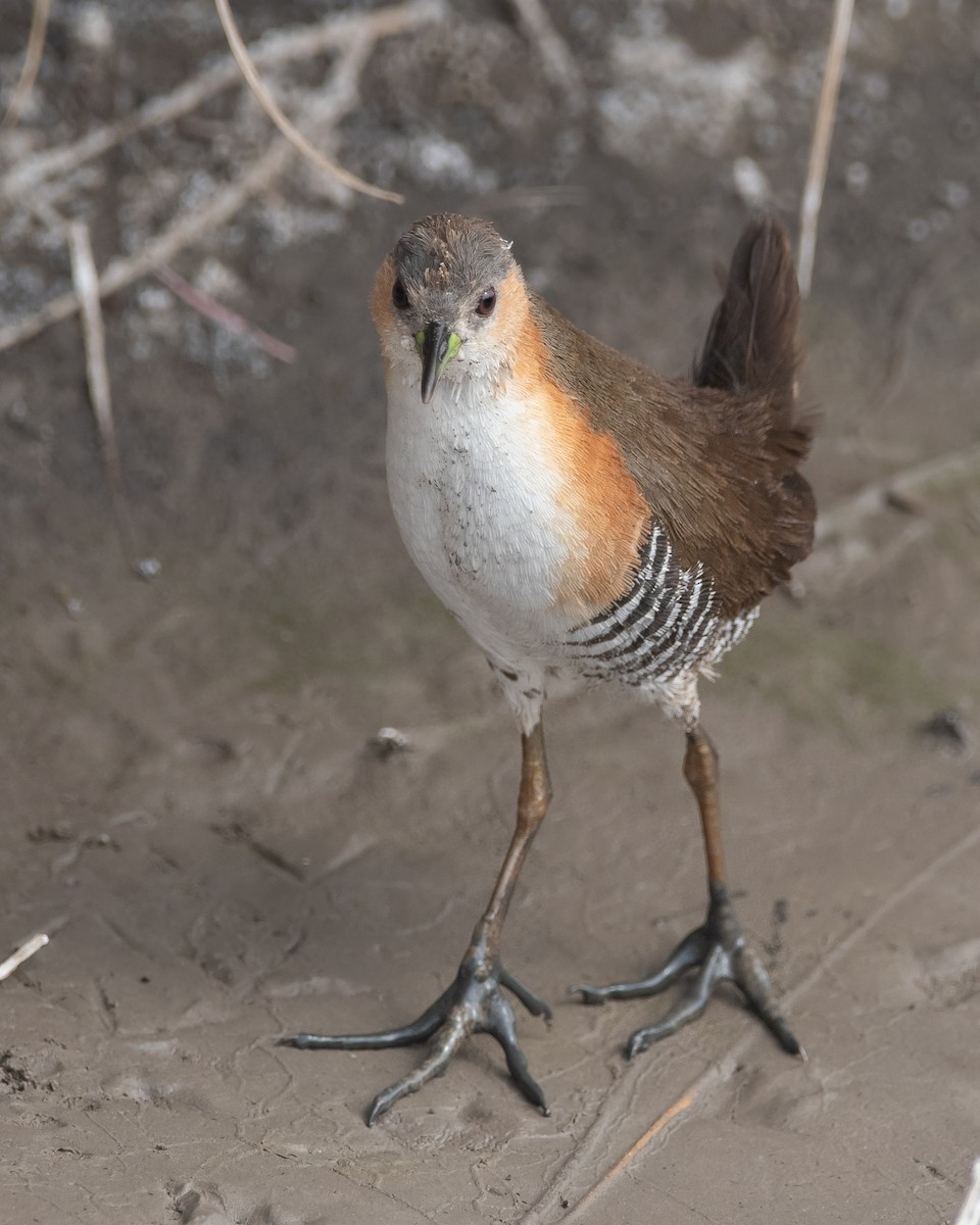 Rufous-sided Crake - Pablo Re