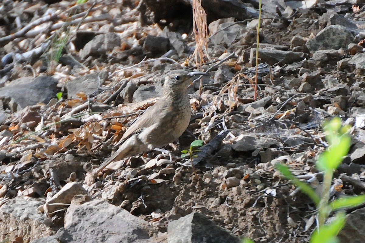 Scale-throated Earthcreeper - ML275357041