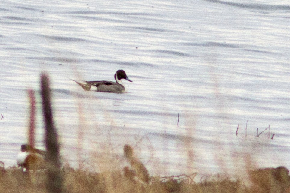 Northern Pintail - ML27535751