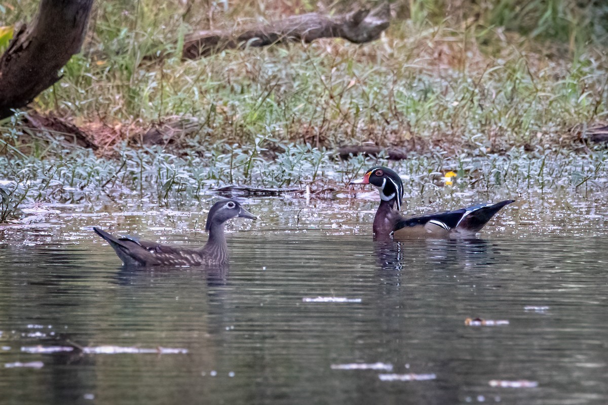 Wood Duck - ML275357731