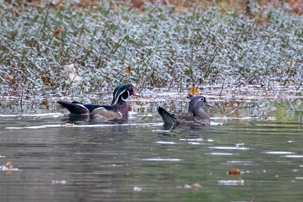 Wood Duck - ML275357781