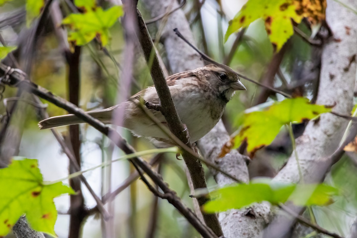 White-throated Sparrow - Michael Fogleman