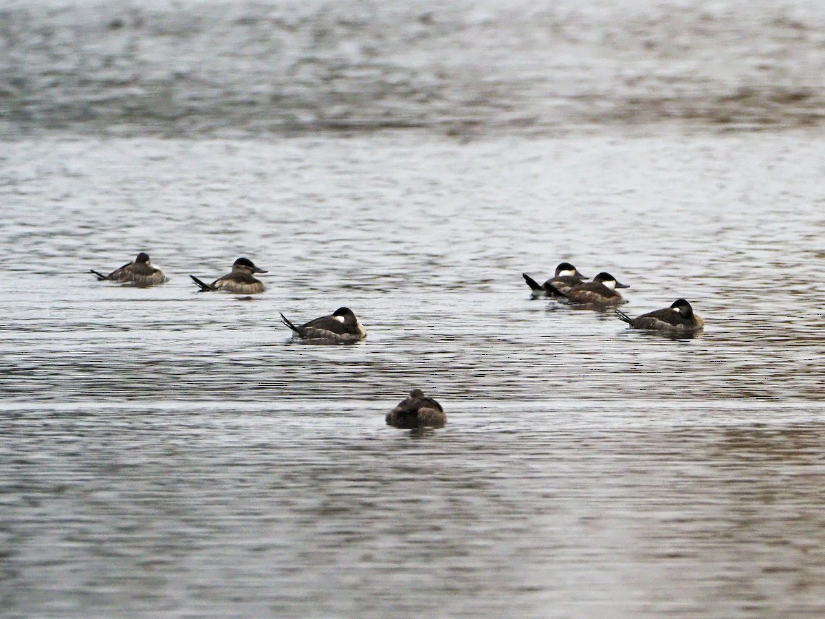 Ruddy Duck - ML275360171