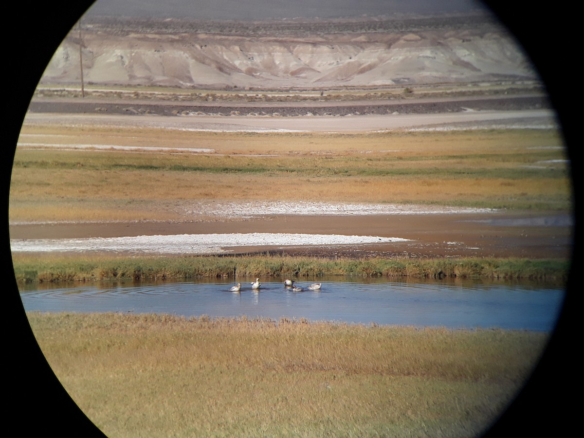 Snow Goose - ML275360541
