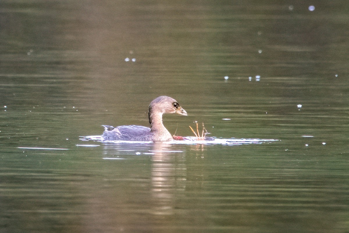 Pied-billed Grebe - ML275361121