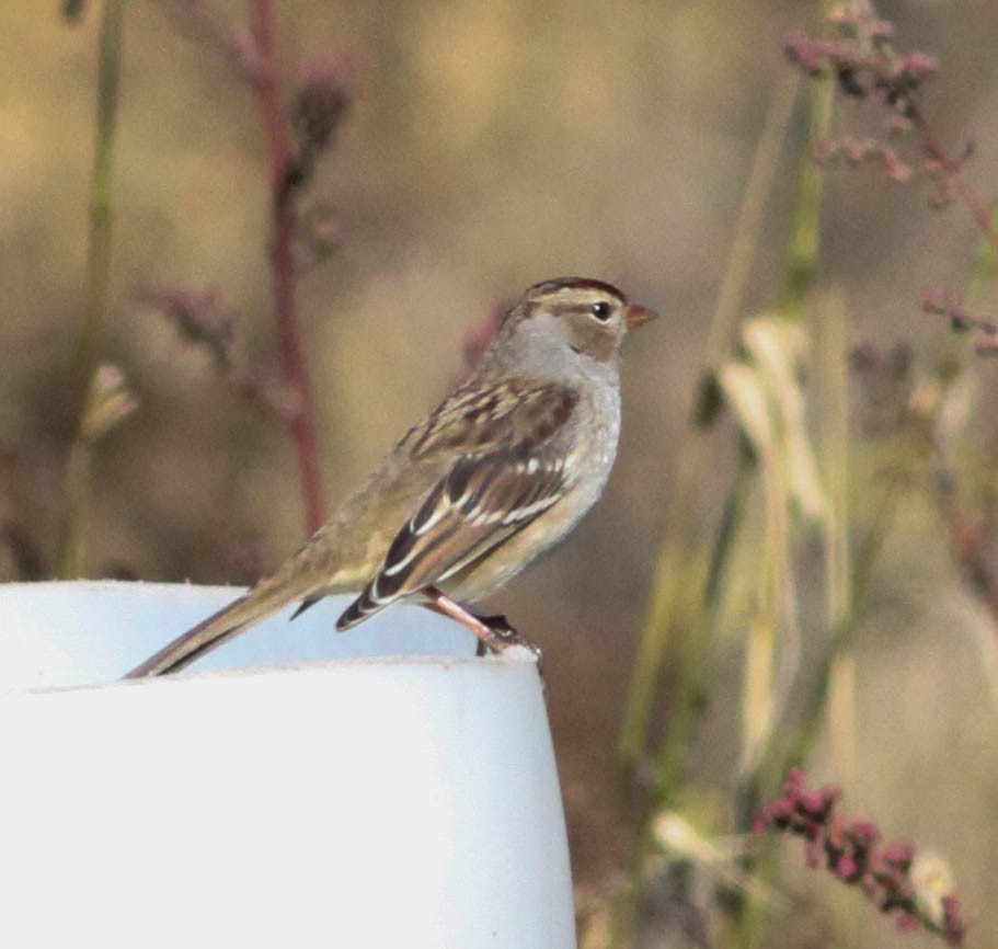 White-crowned Sparrow - ML275361861