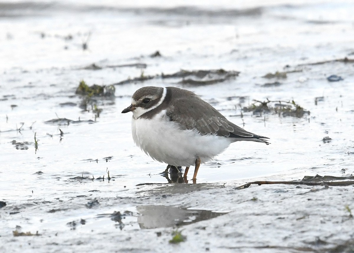 Semipalmated Plover - Gary Chapin