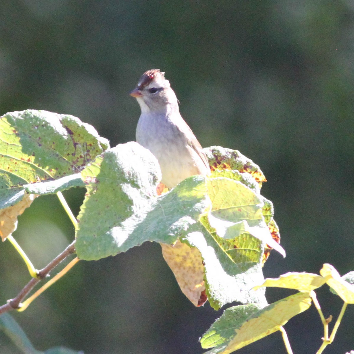 White-crowned Sparrow - ML275362711