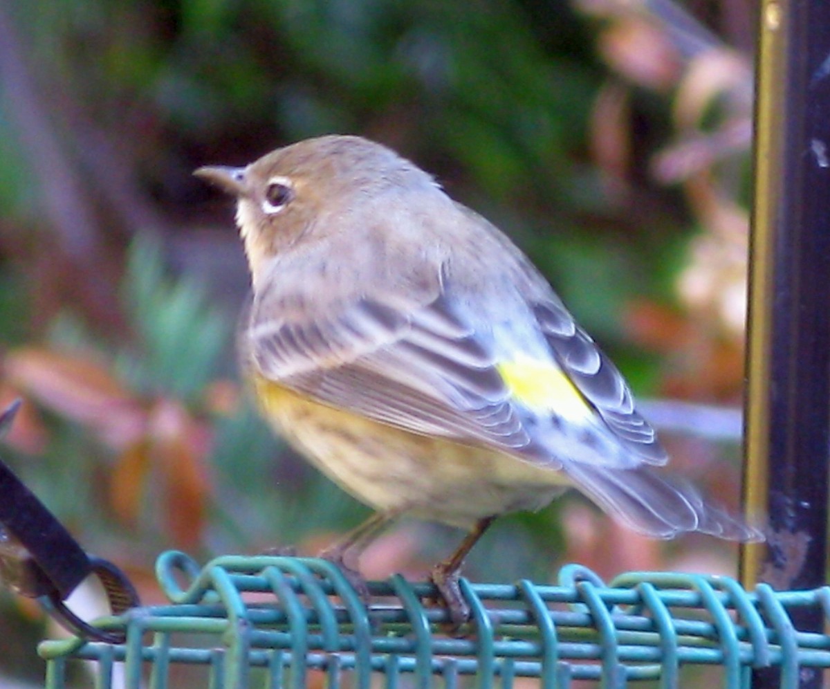 Yellow-rumped Warbler - ML275362911