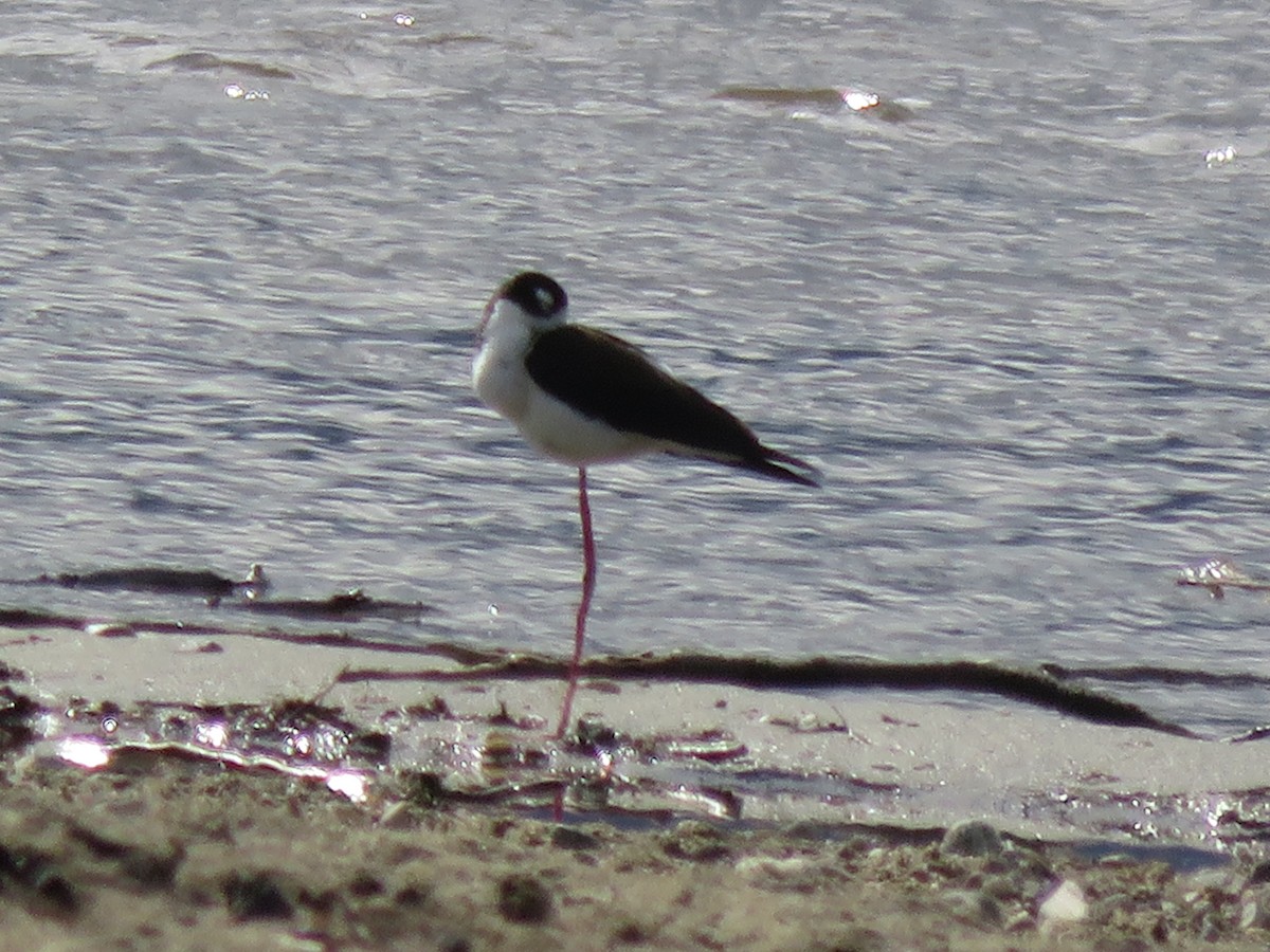 Black-necked Stilt - Matyas Gerloczy